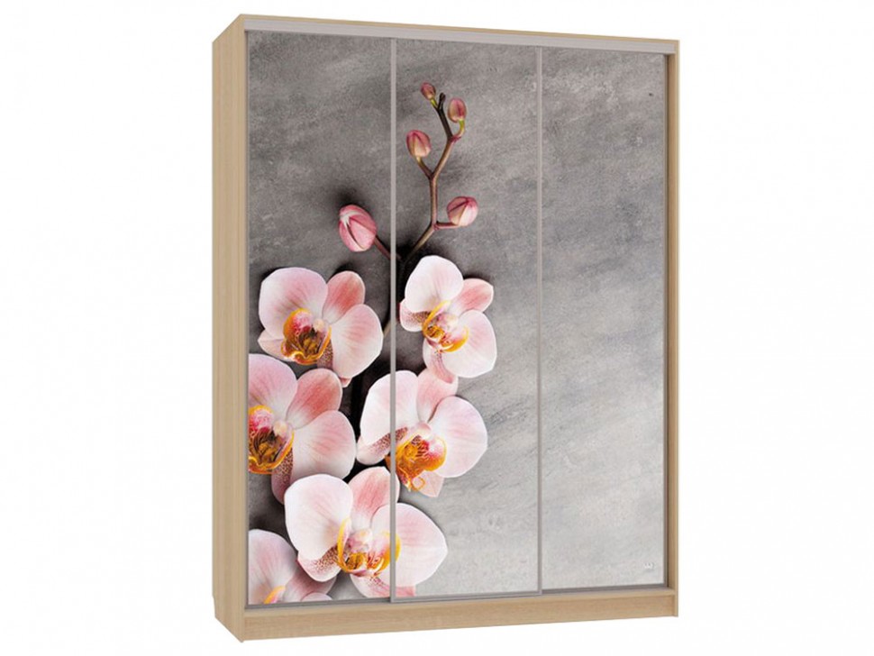 Шкаф-купе Бассо 7 Цветы 2