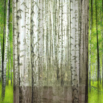 Комплект штор с тюлем Березовая Роща